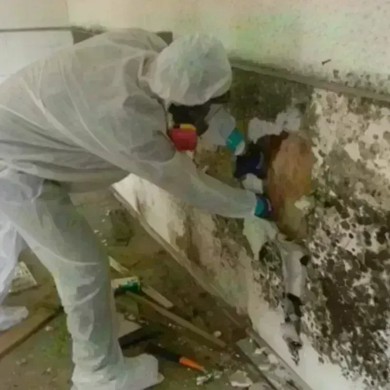 Mold Remediation and Removal in Greencastle, IN